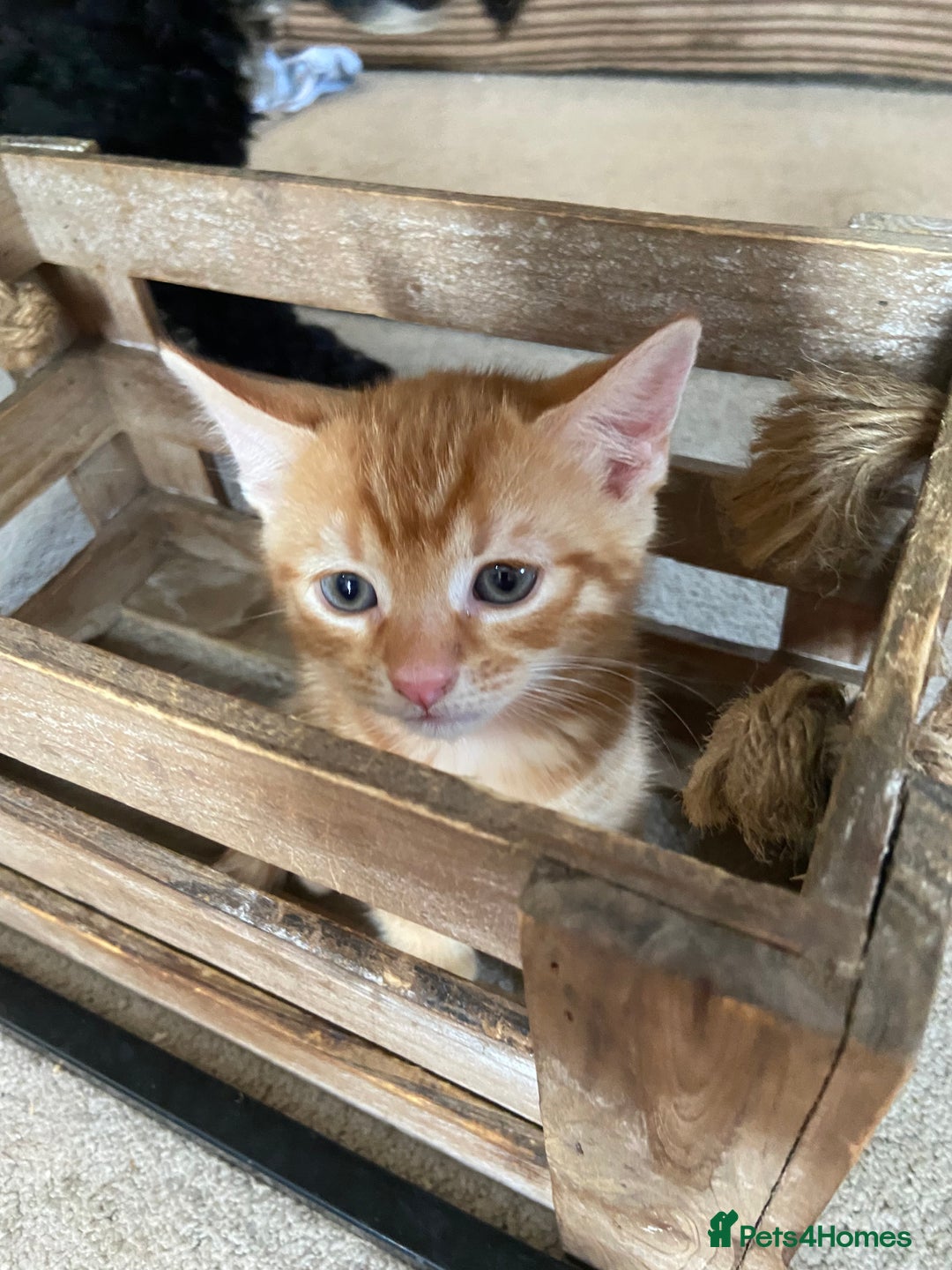 Mixed Breed cats for sale: Ginger and black kitten  - Image 1