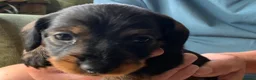 Miniature Dachshund dogs for sale: Miniature Wire haired Dachshund  - Advert 34