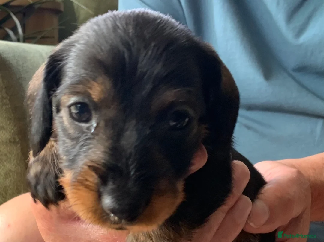 Miniature Dachshund dogs for sale: Miniature Wire haired Dachshund  - Advert 34