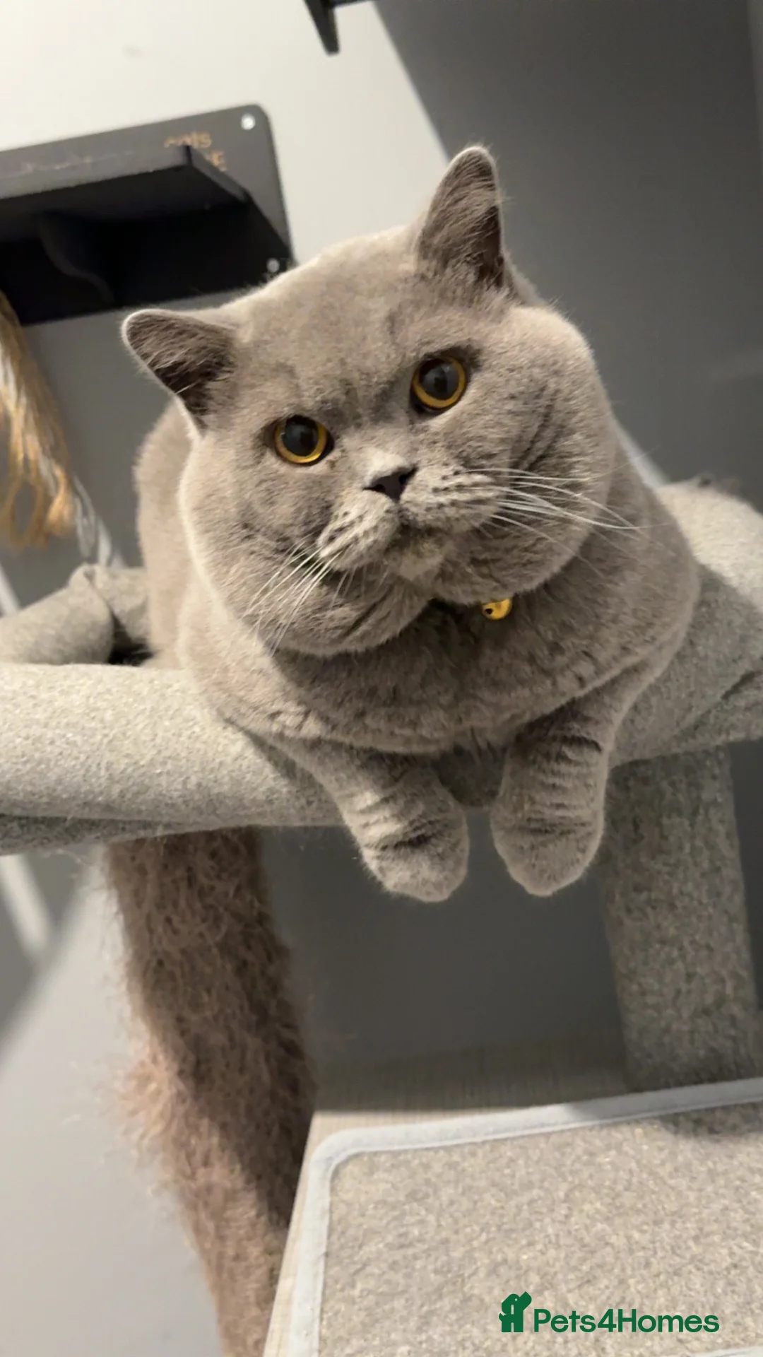 British Shorthair cats for stud: Gccf active  Available for stud duties bsh male  in Blackburn - Advert 3
