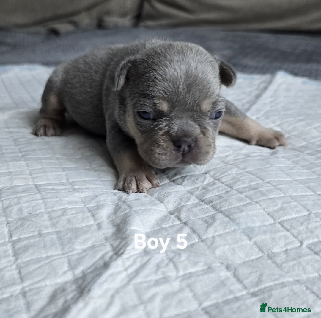 French Bulldog dogs for sale: French bulldog puppies  - Advert 6
