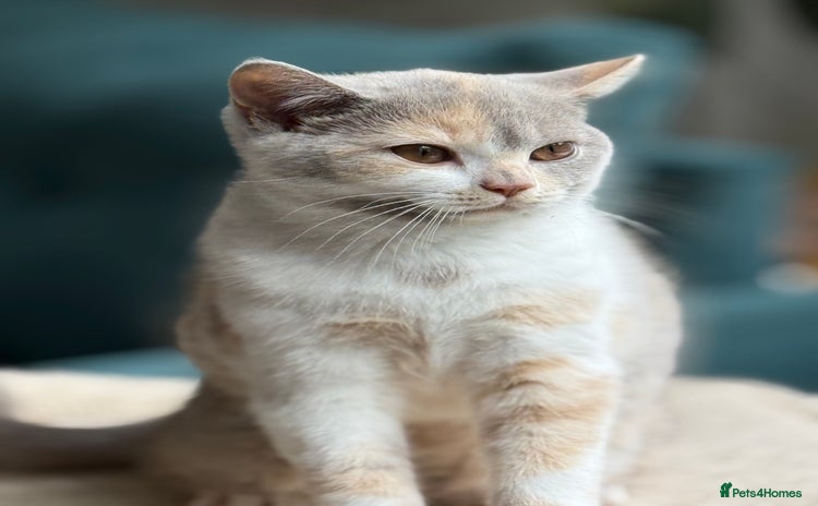 British Shorthair cats - Advert 10