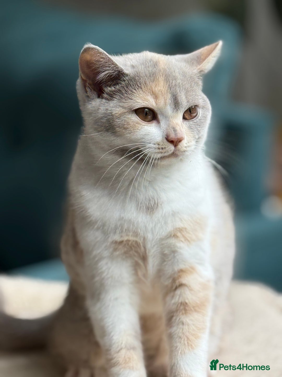 British Shorthair cats for sale: GCCF Registered pedigree British Shorthair Kittens - Image 1