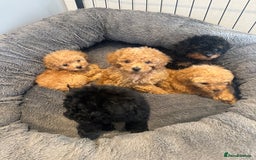 Toy Poodle dogs for sale: Rare parti/phantom Kc Reg Toy Poodle Puppies - Image 3