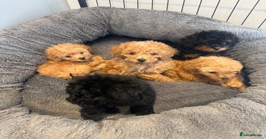Toy Poodle dogs - Advert 15