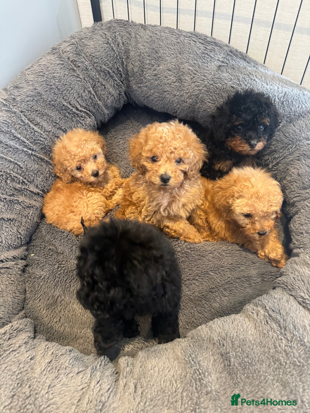 Toy Poodle dogs for sale: Rare parti/phantom Kc Reg Toy Poodle Puppies - Image 3