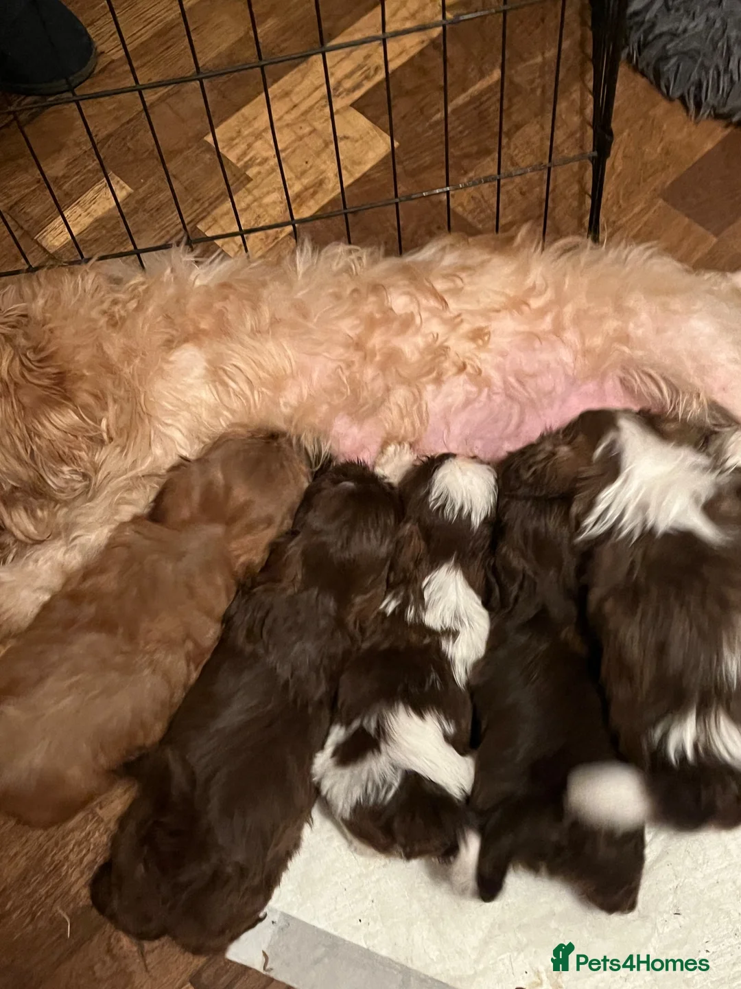 Shih Tzu dogs for sale: Adorable Shih Tzu puppies - Advert 23