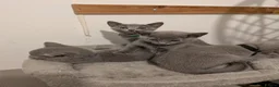 Russian Blue cats for sale: Russian Blue Kittens • TICA Lines - Advert 12