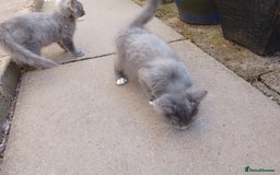 Russian Blue cats for sale: Kittens  - Image 4