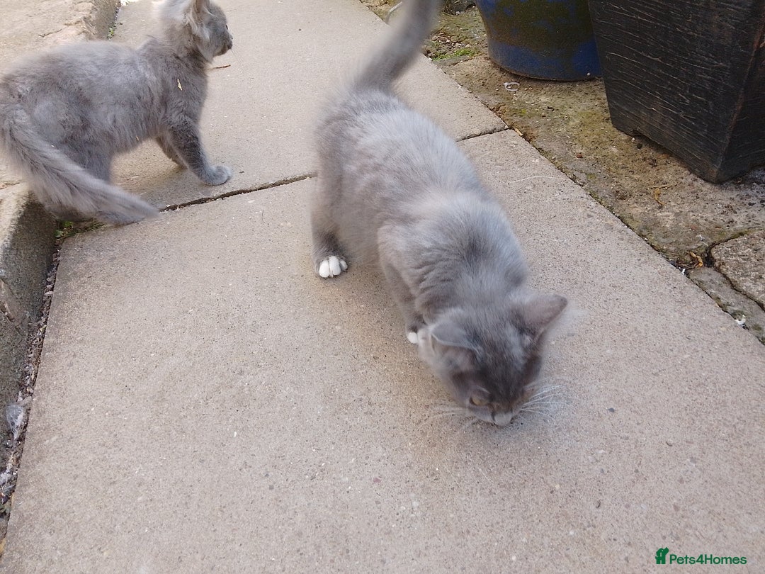 Russian Blue cats for sale: Kittens  - Image 4