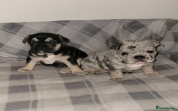 French Bulldog dogs for sale: Beautiful French bulldog girls - Image 2