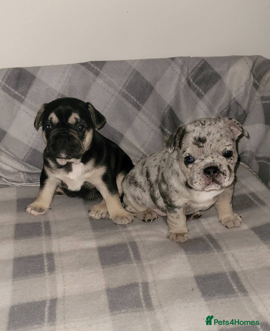 French Bulldog dogs for sale: Beautiful French bulldog girls - Image 2