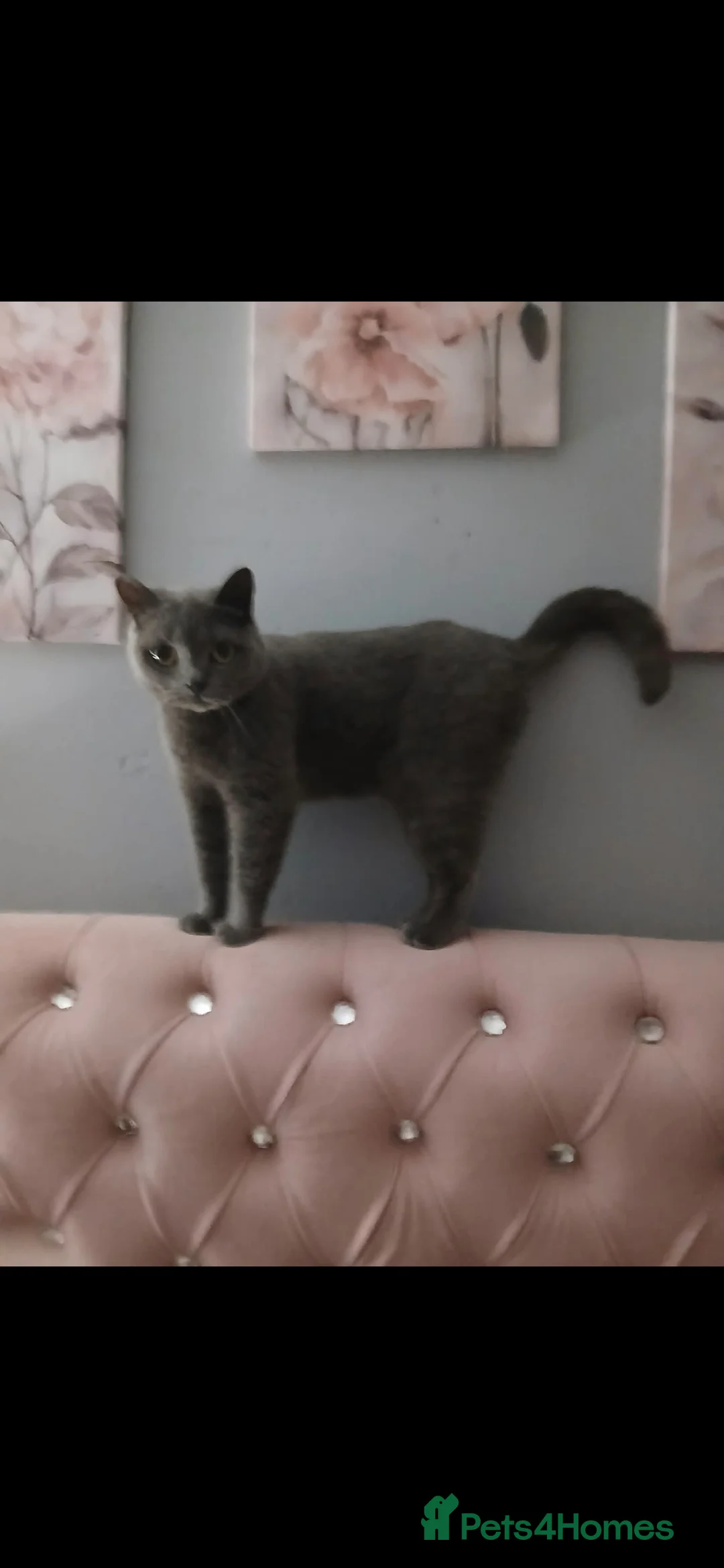 British Shorthair cats for sale: Beautiful - Advert 2
