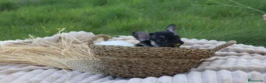 French Bulldog Puppy 4