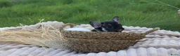 French Bulldog dogs for sale: KC Lilac, Black Tan French Bulldog - Advert 2