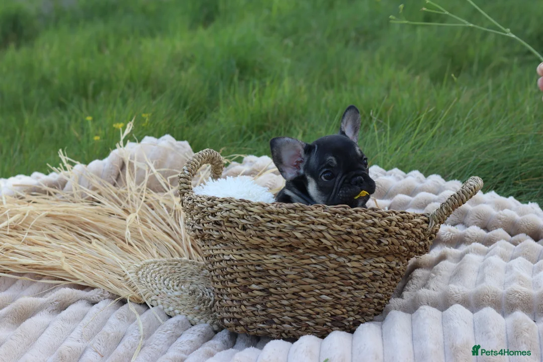 French Bulldog dogs for sale: KC Lilac, Black Tan French Bulldog - Advert 2