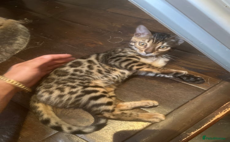 Bengal cats - Advert 2