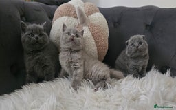 Scottish Fold cats for sale: 3 Beautiful Scottish Fold Kittens(Taki,Taco,Tango) - Image 17