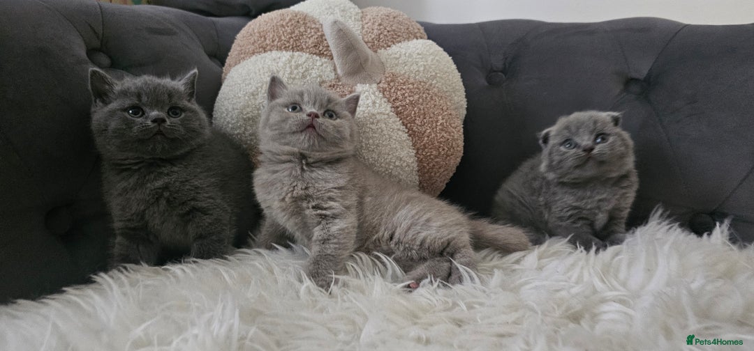 Scottish Fold cats for sale: 3 Beautiful Scottish Fold Kittens(Taki,Taco,Tango) - Image 17