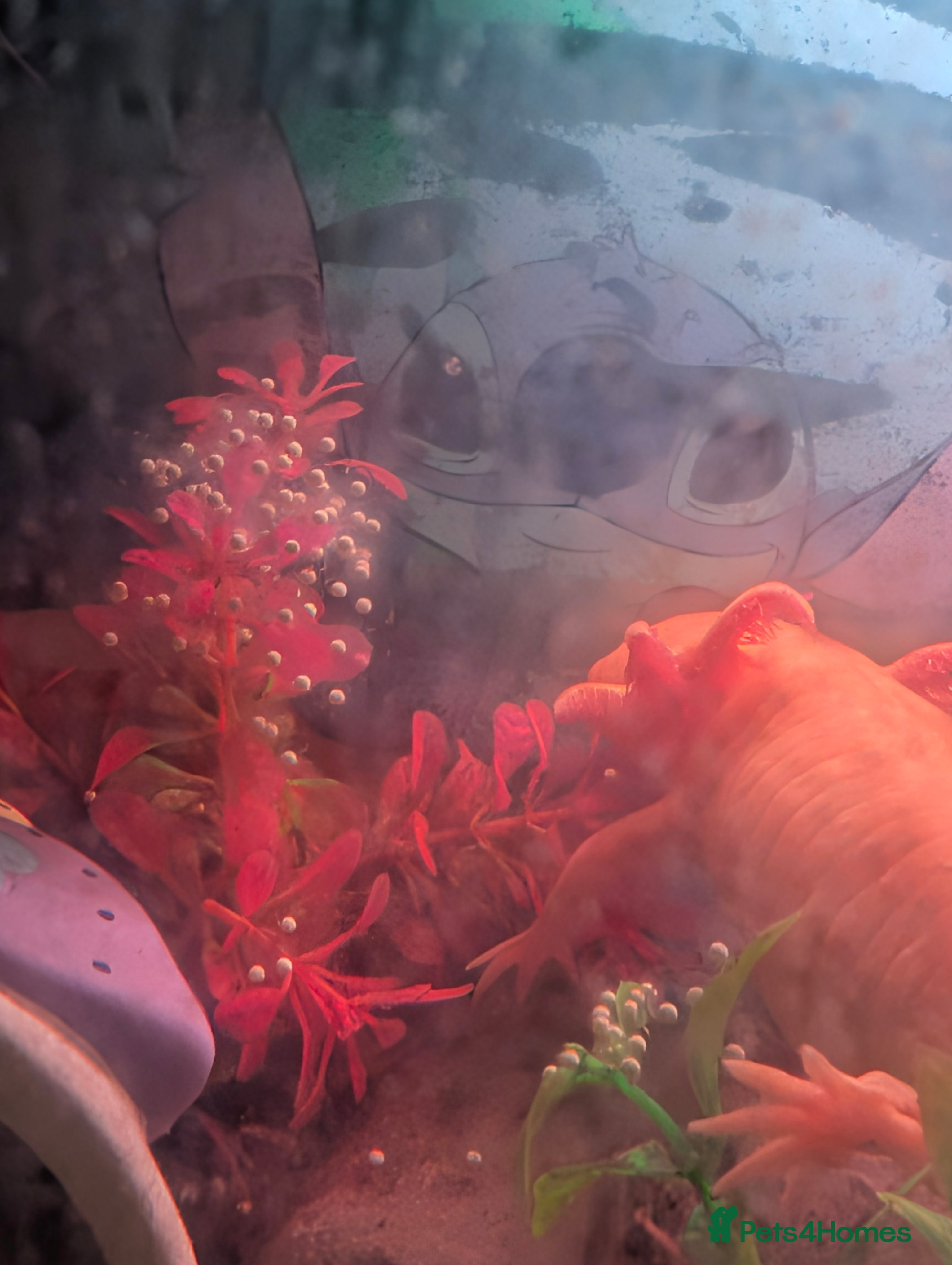 Axolotl reptiles Axolotl eggs and babies - Advert 7