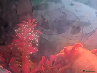 Axolotl reptiles Axolotl eggs and babies - Advert 7