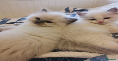 Ragdoll cats - Advert 12