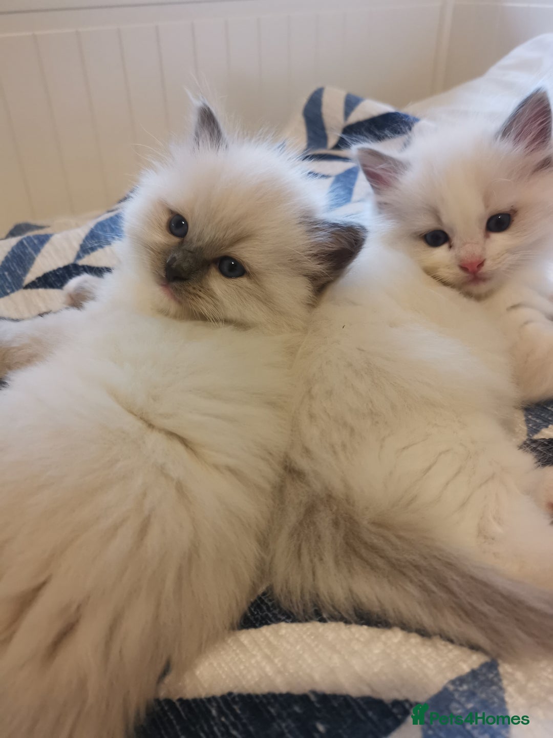 Ragdoll cats for sale: Beautiful Ragdoll Kittens - Image 4