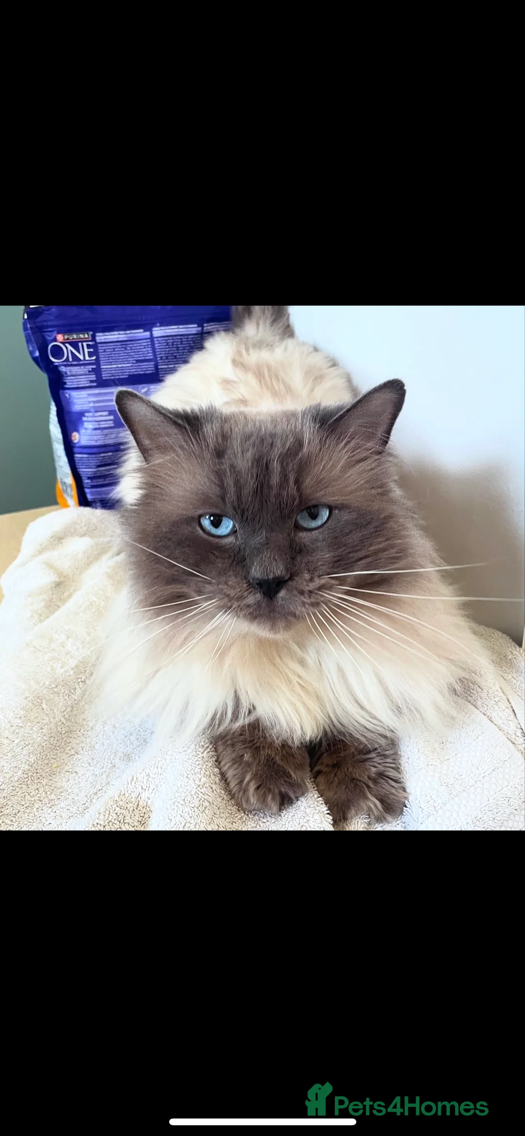 Ragdoll cats for stud: Champion bloodline active TICA&GCCF Ragdoll stud  in Pontypridd - Advert 2