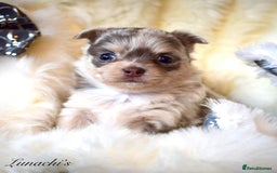 Chihuahua dogs for sale: Stunning long coat chihuahua puppies - Image 23