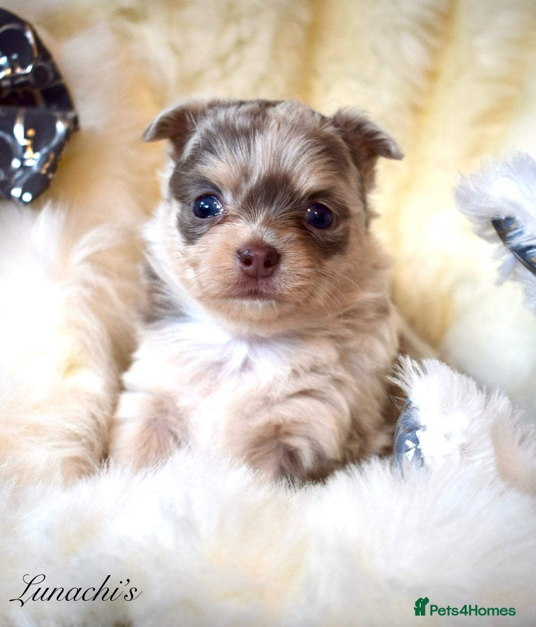 Chihuahua dogs for sale: Stunning long coat chihuahua puppies - Image 23