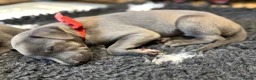 Whippet dogs for sale: Whippet puppies for sale  in Godalming - Advert 7