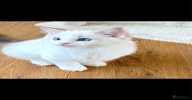 Ragdoll cats - Advert 16