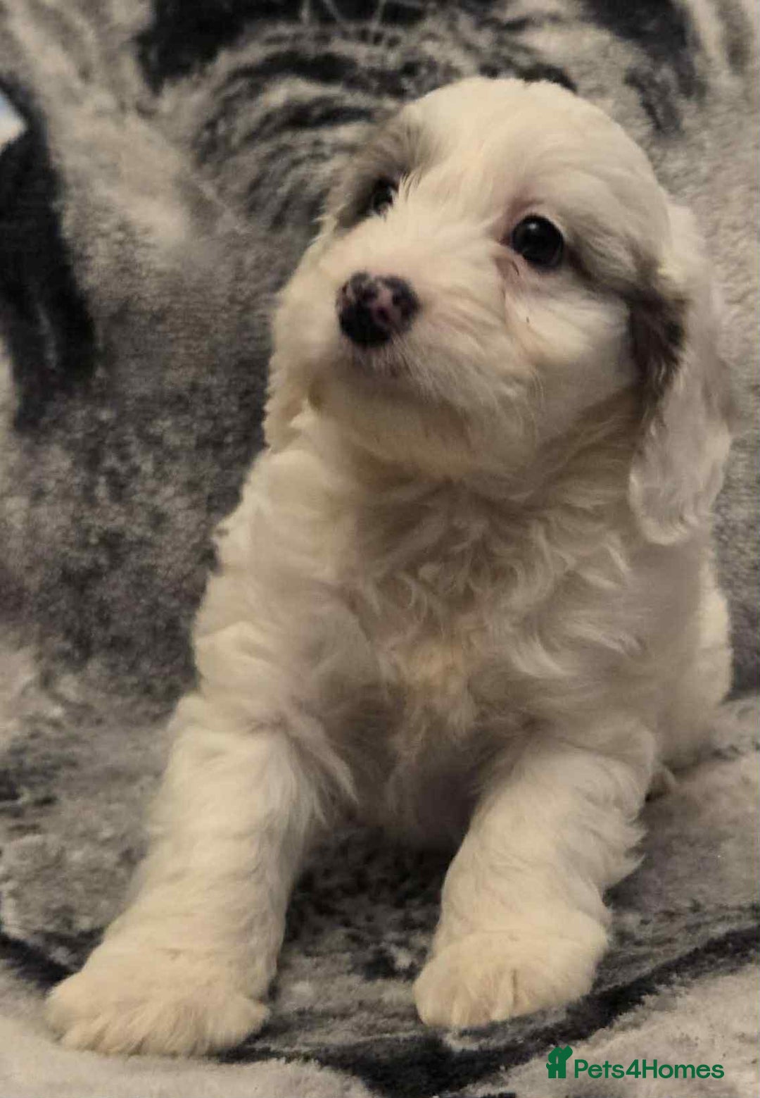 Cockapoo dogs for sale: F1 Merle cockerpoo  - Advert 7