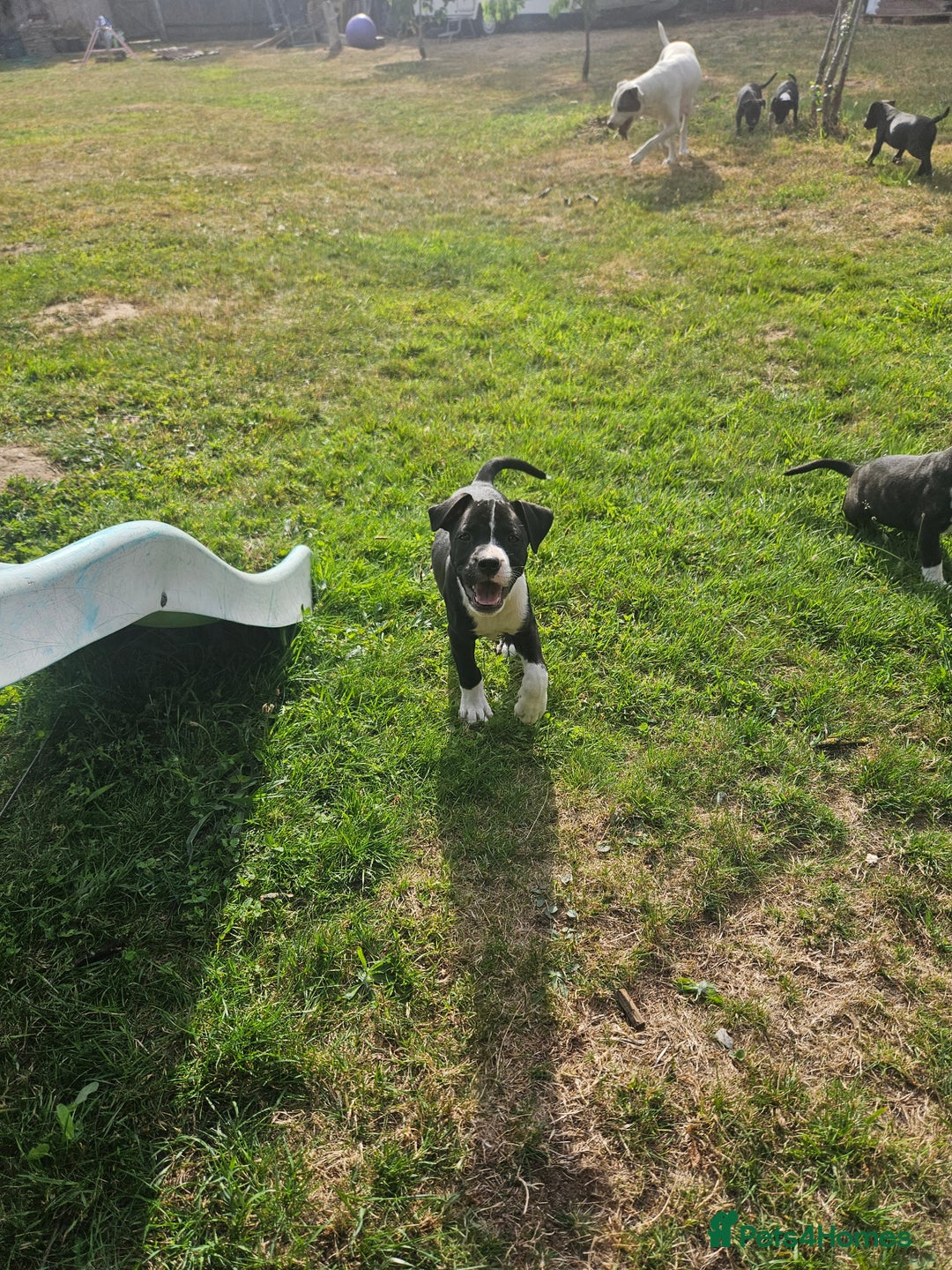 Mixed Breed dogs for sale: Staff x American Mastiff in Chelmsford - Image 30
