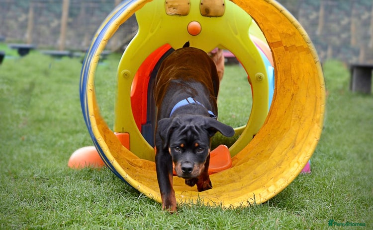 Rottweiler dogs - Advert 1
