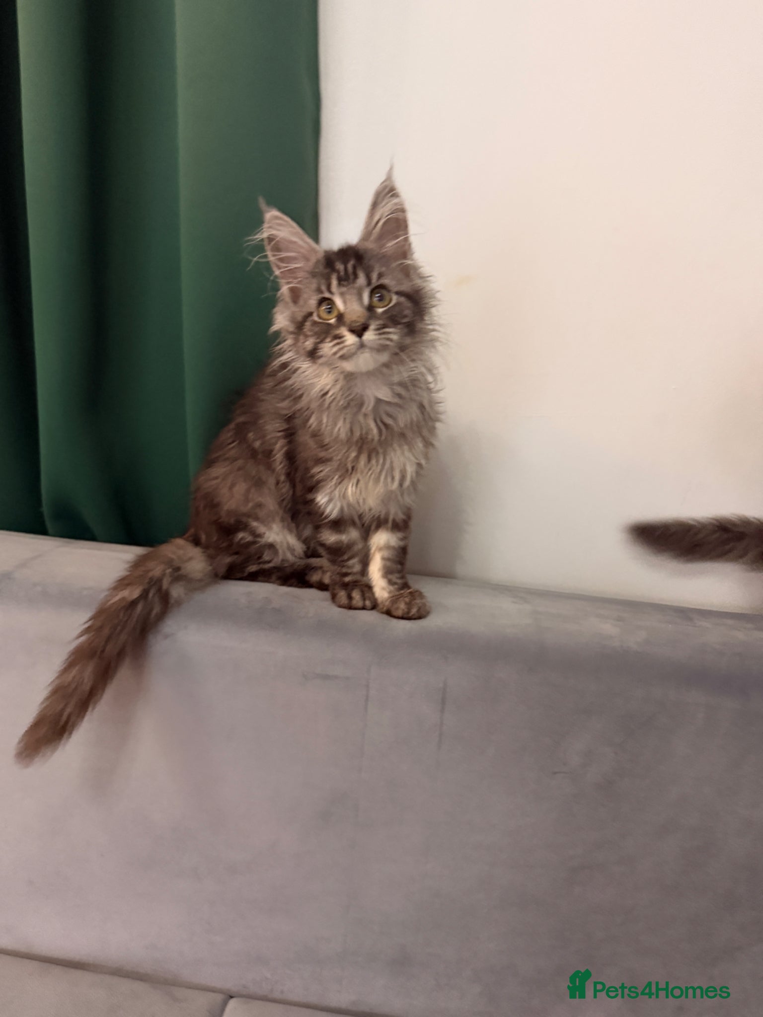 Maine Coon cats Last Girl pure Maincoon  - Advert 4