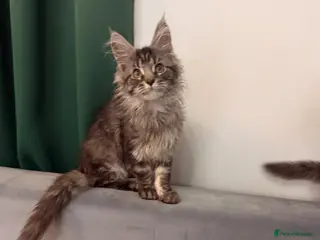 Maine Coon cats Last Girl pure Maincoon - Advert 4