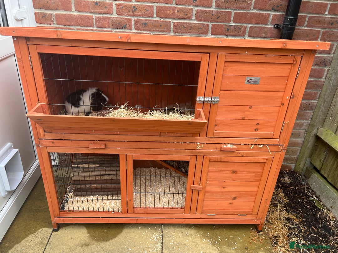 Guinea Pig rodents for sale: 2 female guinea pigs - Image 4