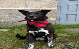 Mixed Breed dogs for adoption: 💖🐶 CARMEN 🐶💖 - Image 5