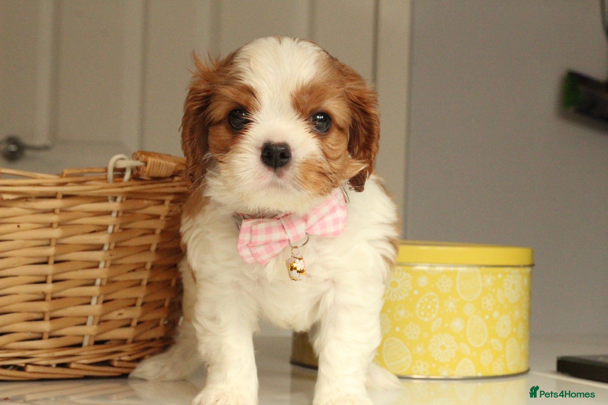 Cavalier King Charles Spaniel dogs Last Boy KC reg TOP standard CKCS  - Advert 2