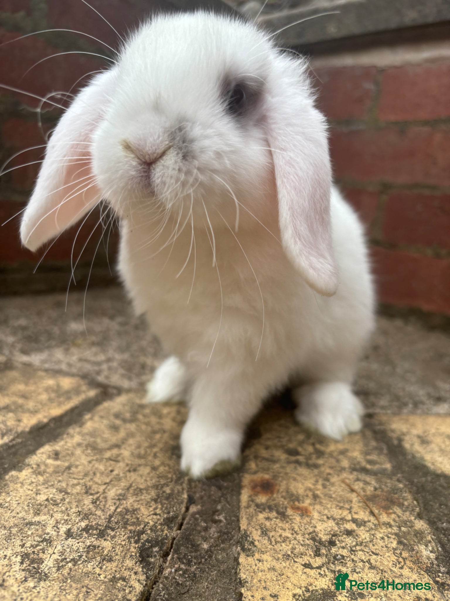 Mini Lop rabbits Broken-White Buck, Read to leave 6th June - Advert 10