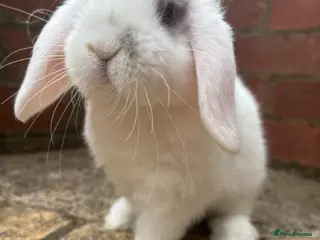 Mini Lop rabbits Broken-White Buck, Read to leave 6th June - Advert 10