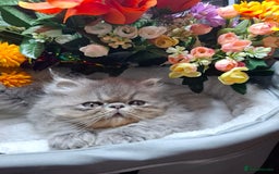 Persian cats for sale: Two beautiful boy kittens  - Image 5
