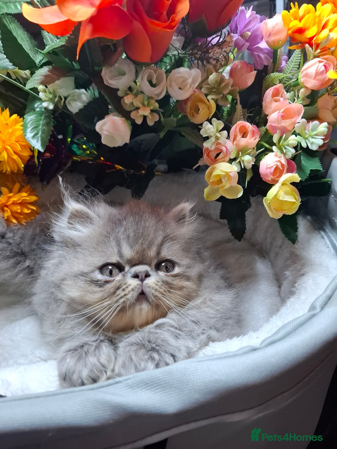 Persian cats for sale: Two beautiful boy kittens  - Image 5