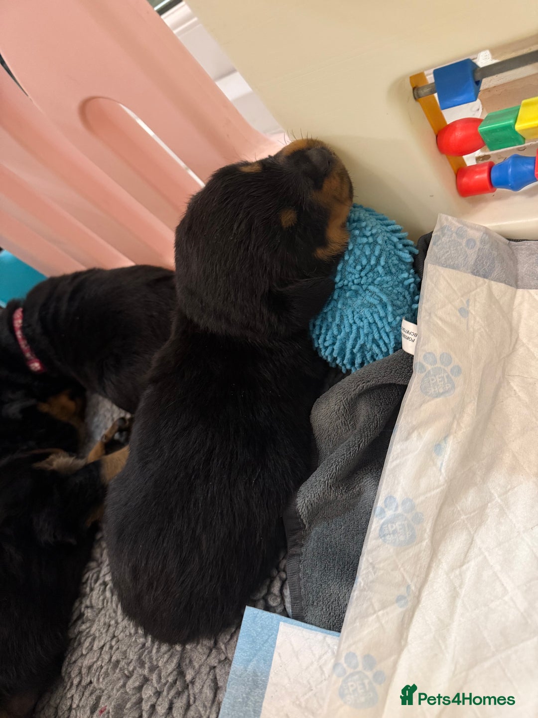 Rottweiler dogs for sale: Chunky Rottweiler puppies - Advert 5