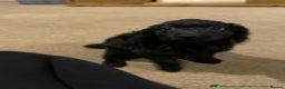 Cockapoo dogs for sale: 1 female left beautiful F2 Cockapoo puppies  - Advert 10