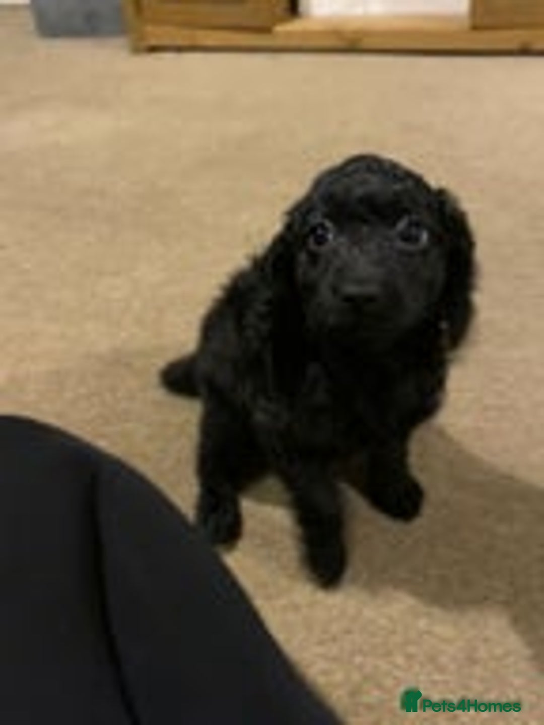 Cockapoo dogs for sale: 1 female left beautiful F2 Cockapoo puppies  - Advert 10