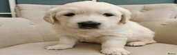 Golden Retriever dogs for sale: Gorgeous English Cream Golden Retriever Puppy's 🐾 - Advert 10