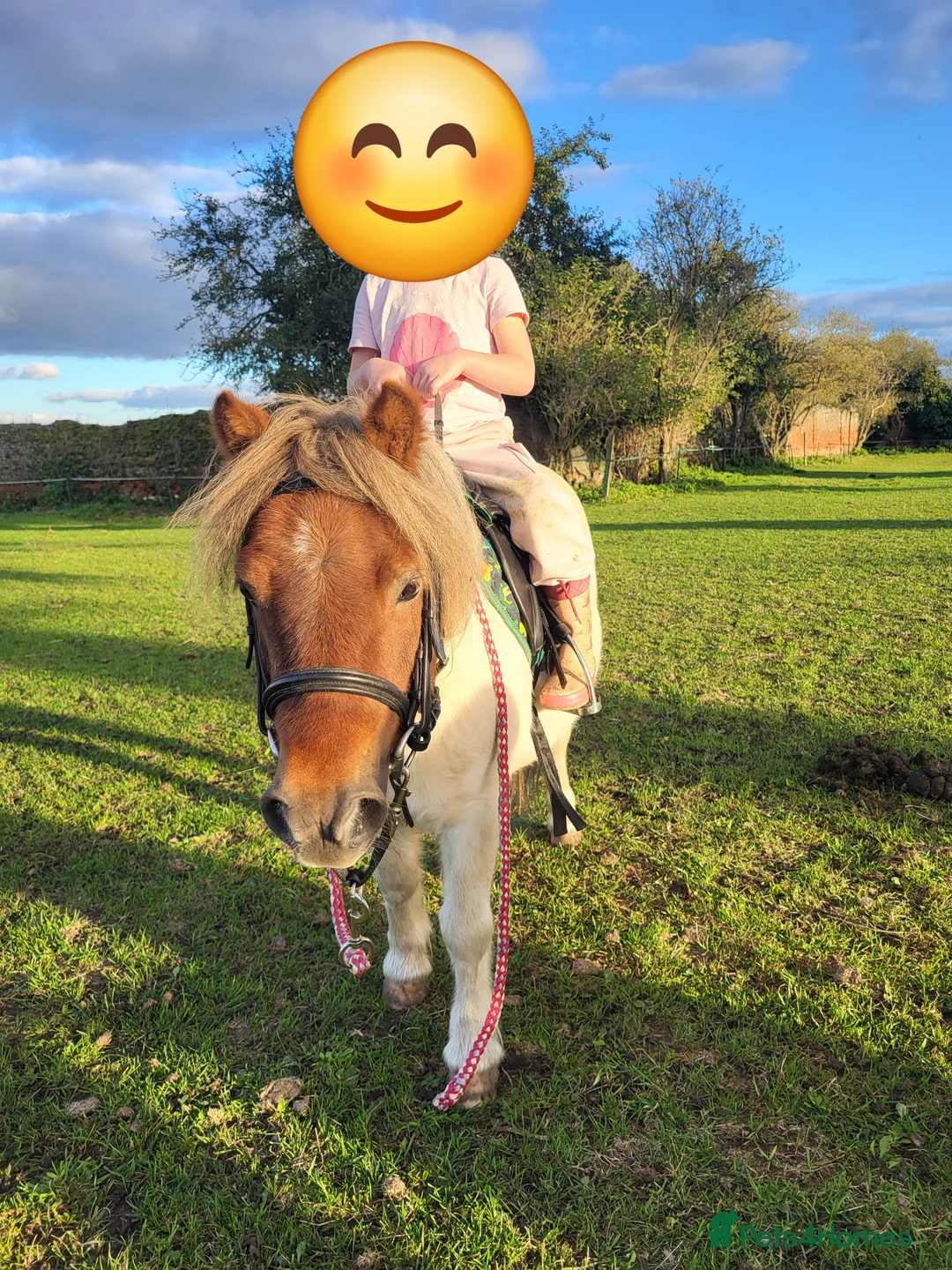 Shetland pony horses for sale: Rex for sale - Advert 8