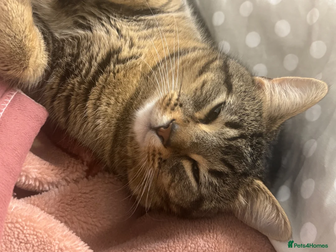 Mixed Breed cats for sale: Male mixed breed 10 months old Male  - Advert 10